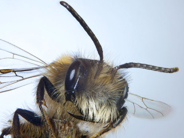 Red Mason Bee (Osima rufa)