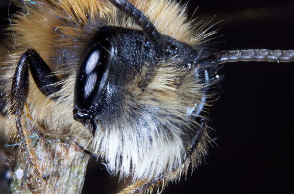 Red Mason Bee closeup (Osima rufa)