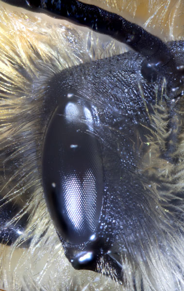 eye of Red Mason Bee (Osima rufa)